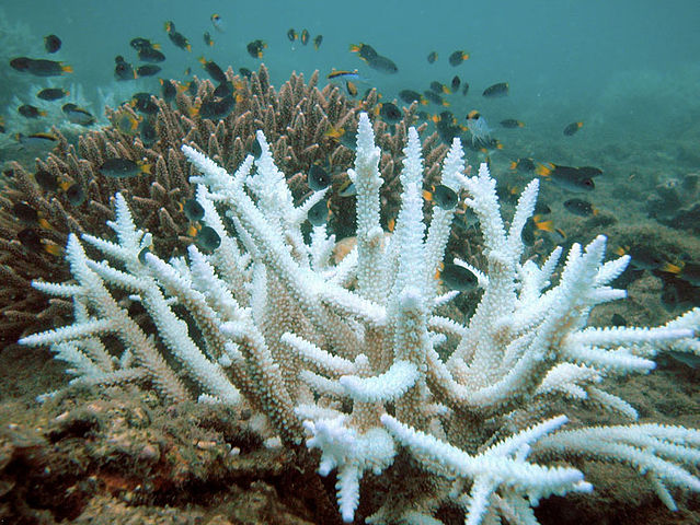 Bleached Acropora coral (foreground) and normal colony (background), Keppel Islands, Great Barrier Reef