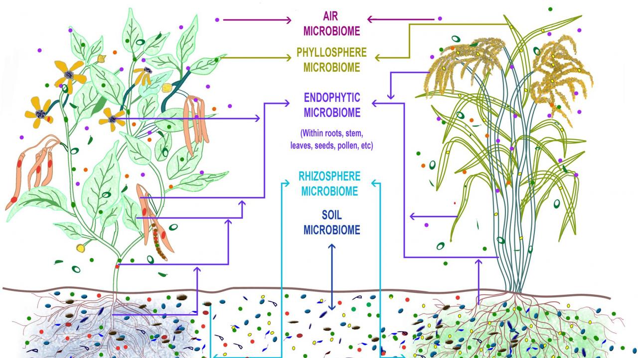 Plant Microbiome